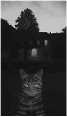 The Dominion of Light and Tabby Cat